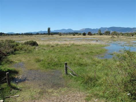 A King Tide Floods The Former O Connor Land Adjacent To Pearl Creek