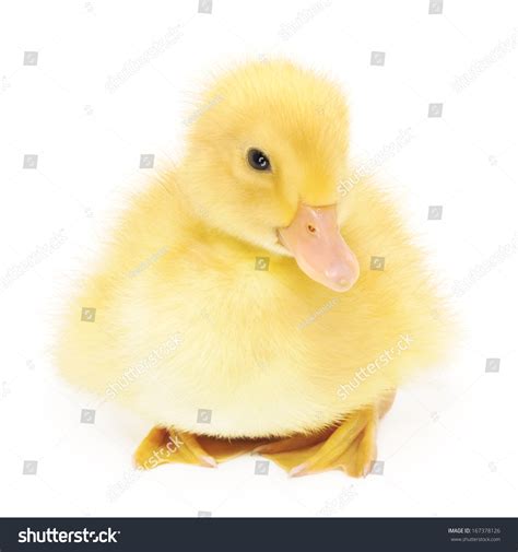 Duckling Who Represented On White Background Stock Photo 167378126 | Shutterstock