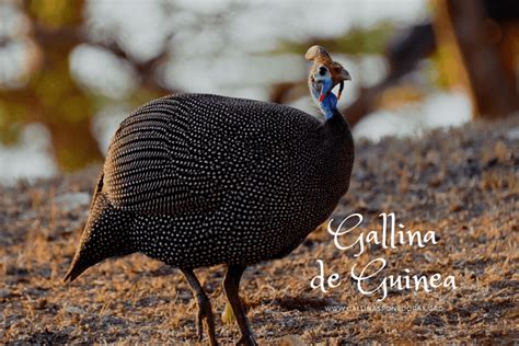 La gallina de guinea características cuidados y beneficios para tu