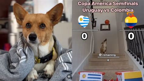 Perrito Se Hizo Viral Por Predecir Los Resultados De La Copa Am Rica