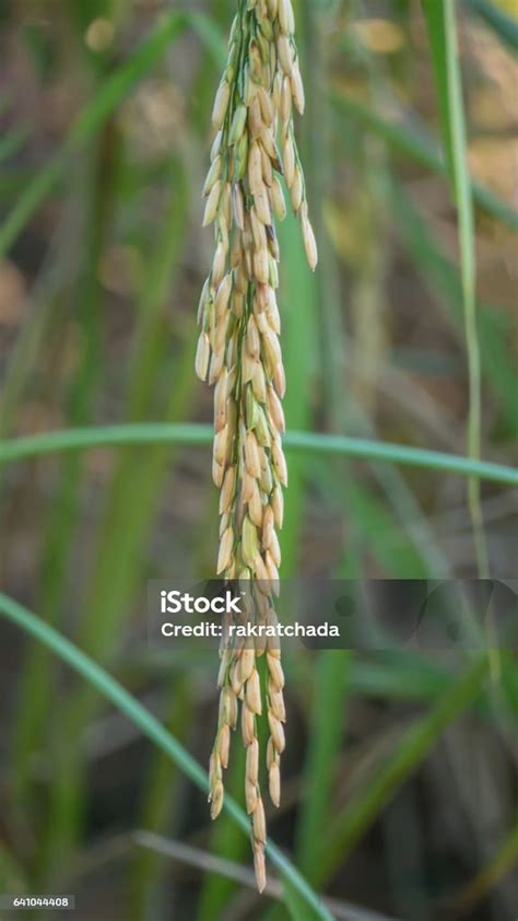 Spikelet Of Rice In The Field Stock Photo Download Image Now