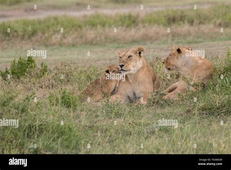 Lion Cub Kissing Mom Tanzania Stock Photo Alamy