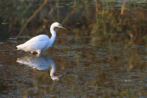 Garceta N Egretta Garzetta Foto Premium