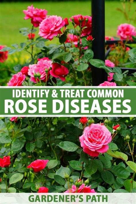 How To Identify And Treat Common Rose Diseases Make House Cool