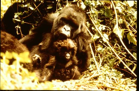 Gorilla Family Tree - Dian Fossey Gorilla Fund