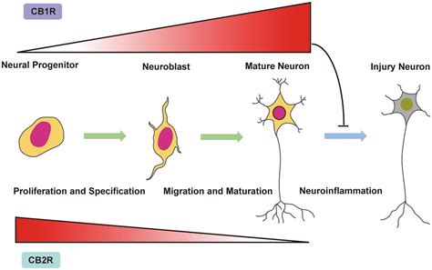 NeuronsToNirvana | r/microdosing Mod | 🧠⇨🧘 on Twitter: