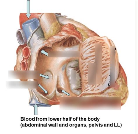 Right Atrium Diagram Quizlet