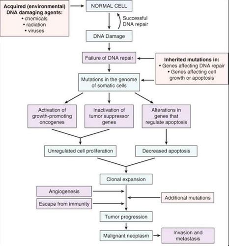 Molecular Basis Of Cancer And Carcinogenesis Flashcards Quizlet