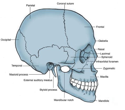 Illustration Of Human Skull By Science Source