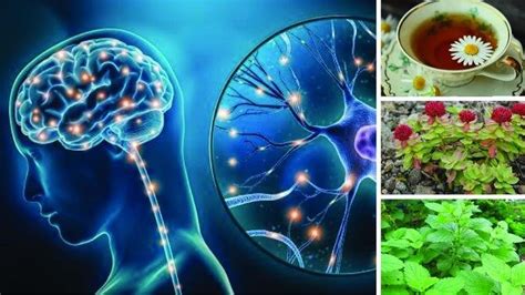 7 Best Herbs For Nervous System Health Articles Healthy Lounge