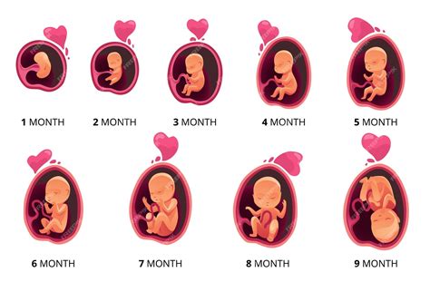 Crescimento Do Estágio Do Mês Do Embrião Desenvolvimento Fetal ícones