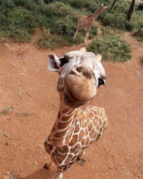 Cute Baby Giraffe R Aww