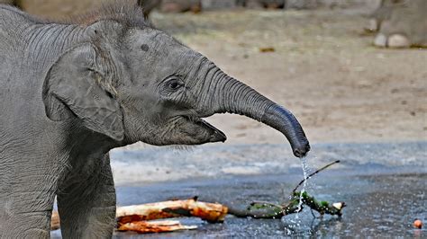 Sarinya Elefantenbaby im Kölner Zoo Karin Rogmann Flickr