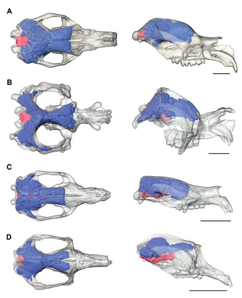 Three Dimensional Reconstructions Of Diprotodon Optatum A