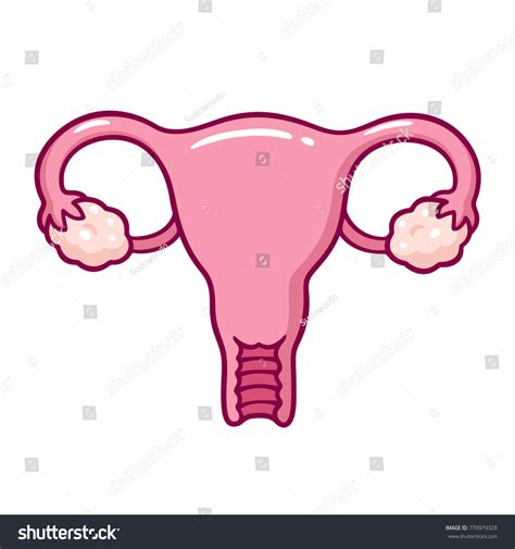 Hand Drawn Uterus Vector Illustration Simple 库存矢量图（免版税）770979328