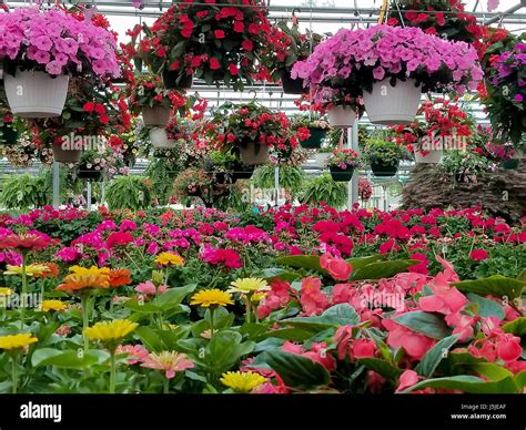 Hanging Flower Baskets And Gerbera Daisy Plants In Greenhouse Stock