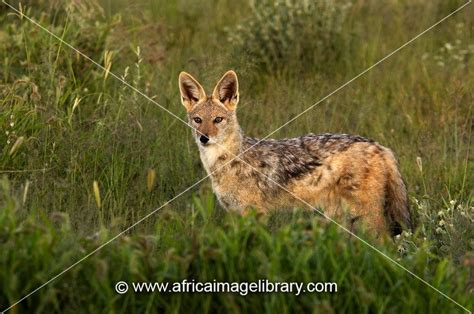 Photos And Pictures Of Black Backed Jackal Canis Mesomelas Etosha