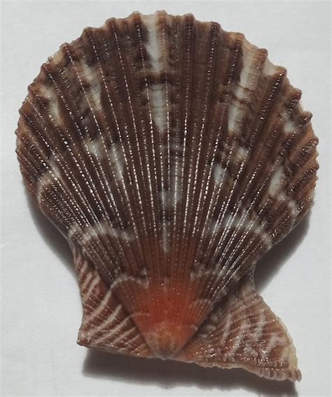 Sea Shell Pectinidae Pecten SP 40 Mm Etsy