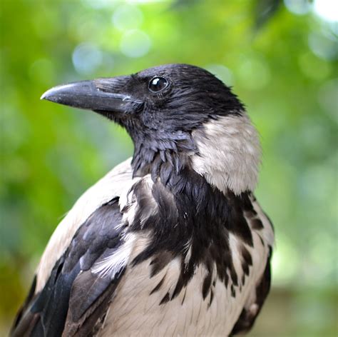 Crow Profile House Gray Crow Now That She Is An Adult Is Flickr