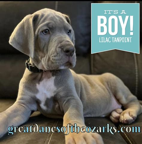 Akc Lilac Tanpoint Male Great Dane Great Dane Puppies For Sale In