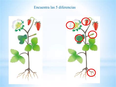 Conociendo Las Partes De La Planta Ppt