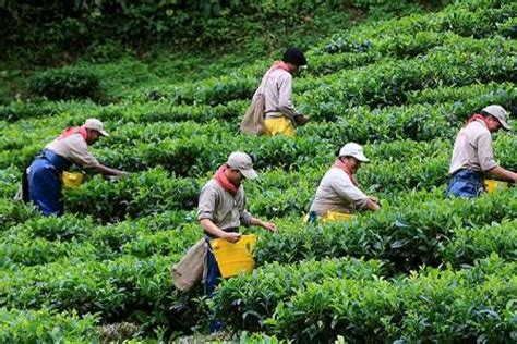 Así Avanza El Programa Nacional Agricultura Por Contrato