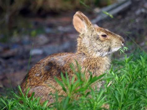 510 Lapin Des Marais Photos Taleaux Et Images Libre De Droits Istock