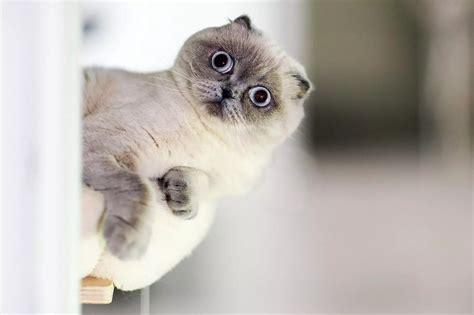 Создать мем "scottish fold cat, кот вислоухий серый, кошка скоттиш фолд ...