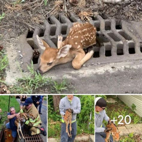 Un Momento Conmovedor Una Madre Perra Hambrienta Ruega Por La