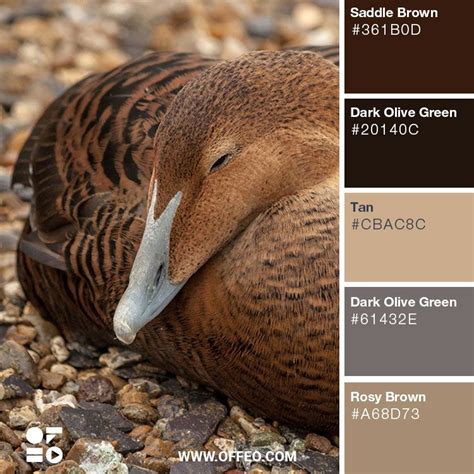 Earthy Shades Of Brown For Inspiration Offeo Earth Tone Color