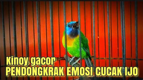 Cucak Kinoy Gacor Cocok Untuk Menaikan Emosi Cucak Ijo Di Lokasi