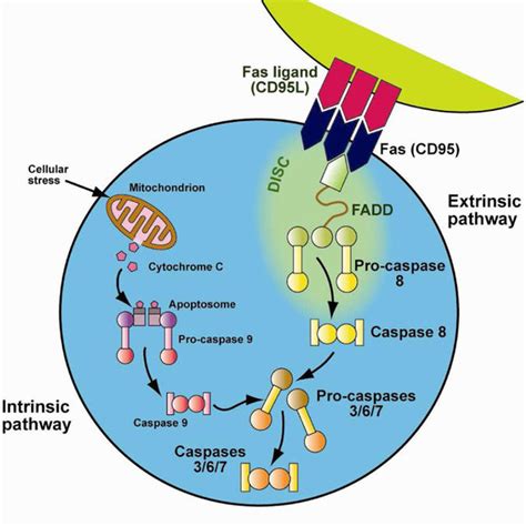 Fas Apoptotic Pathway Download Scientific Diagram