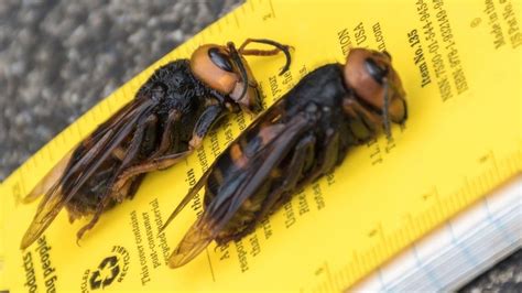 Murder Hornets Land In The Us For The First Time Bbc News