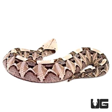 Baby West African Gaboon Viper - Underground Reptiles