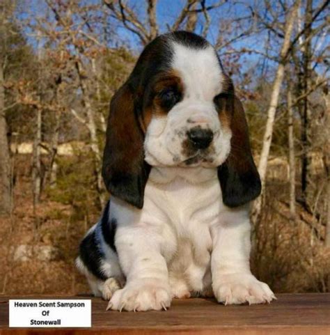 Heaven Scent Bassets Basset Puppies Basset Hound Puppy Hound Puppies