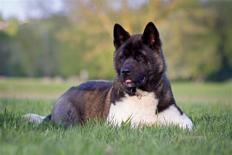 10 Most Loyal Dog Breeds Great Pet Care