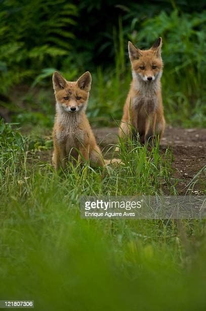 Fox Alaska Photos and Premium High Res Pictures - Getty Images