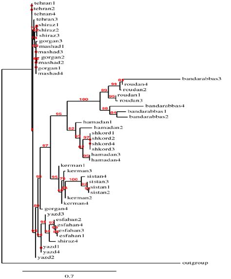 Phylogenetic Tree Generated By Maximum Likelihood Analysis Based On Gtr Download Scientific