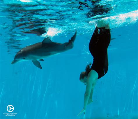 Hope Dolphin And Her Care Provider Engaging In Some Underwater Play In