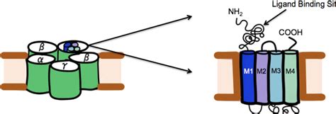 Figure From Optimization Of Organotypic Hippocampal Slice Cultures