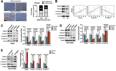 TRIM44 Promotes NSCLC Cell Invasion And Metastasis By Increasing EMT