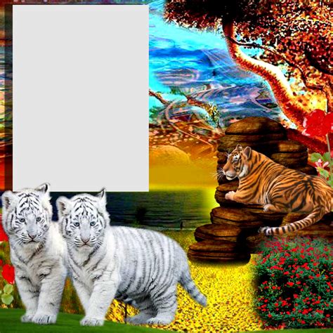 It Smichelle S Wildlife Frames January Beautiful Tigers