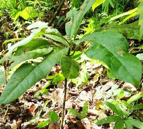 Nueva Especie De Rbol Descubierta En China