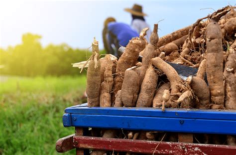 All About Cassavas — Wild Cassava Chips