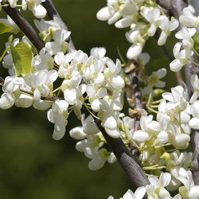 Церцис (багряник) европейский белый (Альба) семена купить недорого