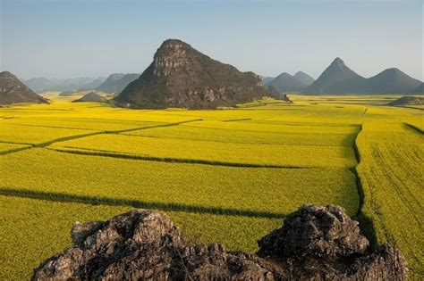 Rapeseed Fields In Luoping China Amusing Planet