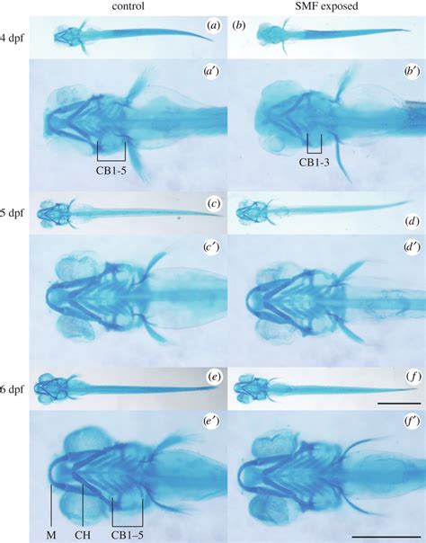 Alcian Blue Staining Of The Seven Pharyngeal Arches Of Zebrafish