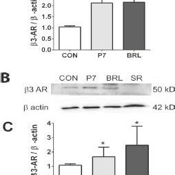 The Mrna And Protein Levels Of Ar In The Af Heart A Mrna