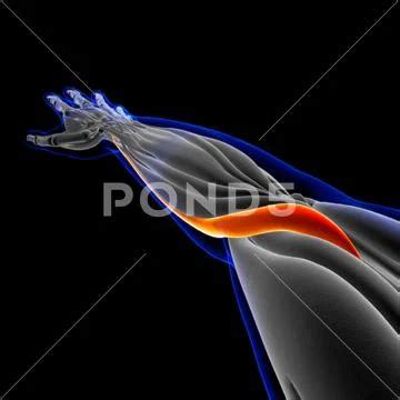 Brachioradialis Muscle Anatomy For Medical Concept 3D Illustration