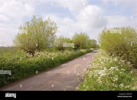 Pollard Willow Tree Somerset Levels Hi Res Stock Photography And Images